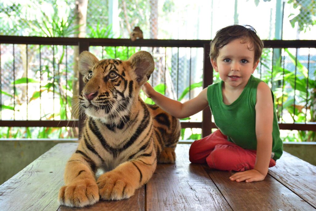 A small boy with a cub at Tiger Kingdom Phuket - Thai Pass