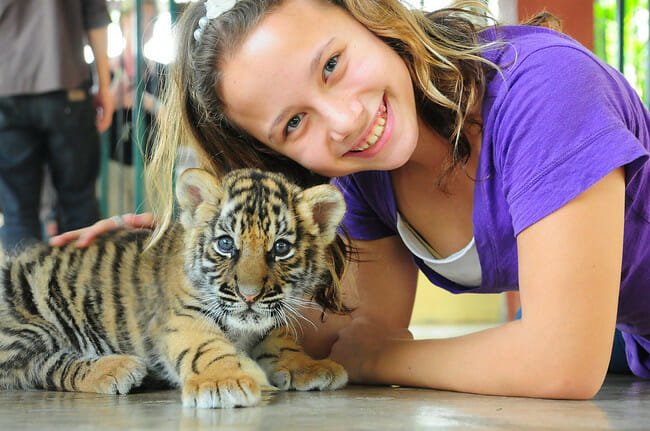 A small girl with a cub in Tiger Kingdom in Phuket - Thai Pass