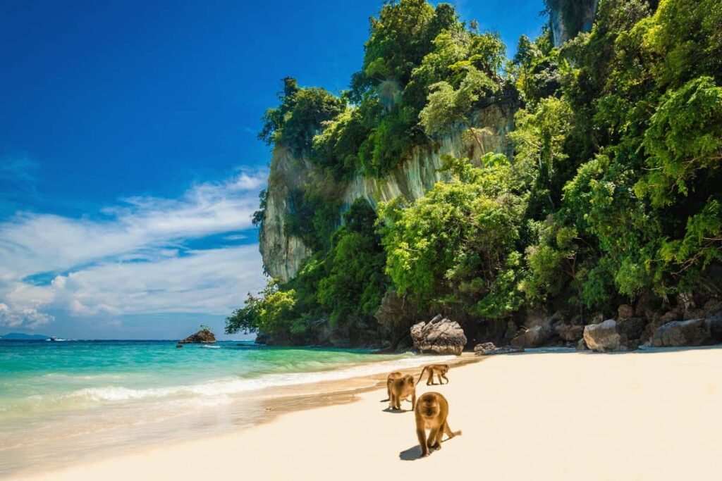 Monkeys on the Monkey Beach - Thai Pass