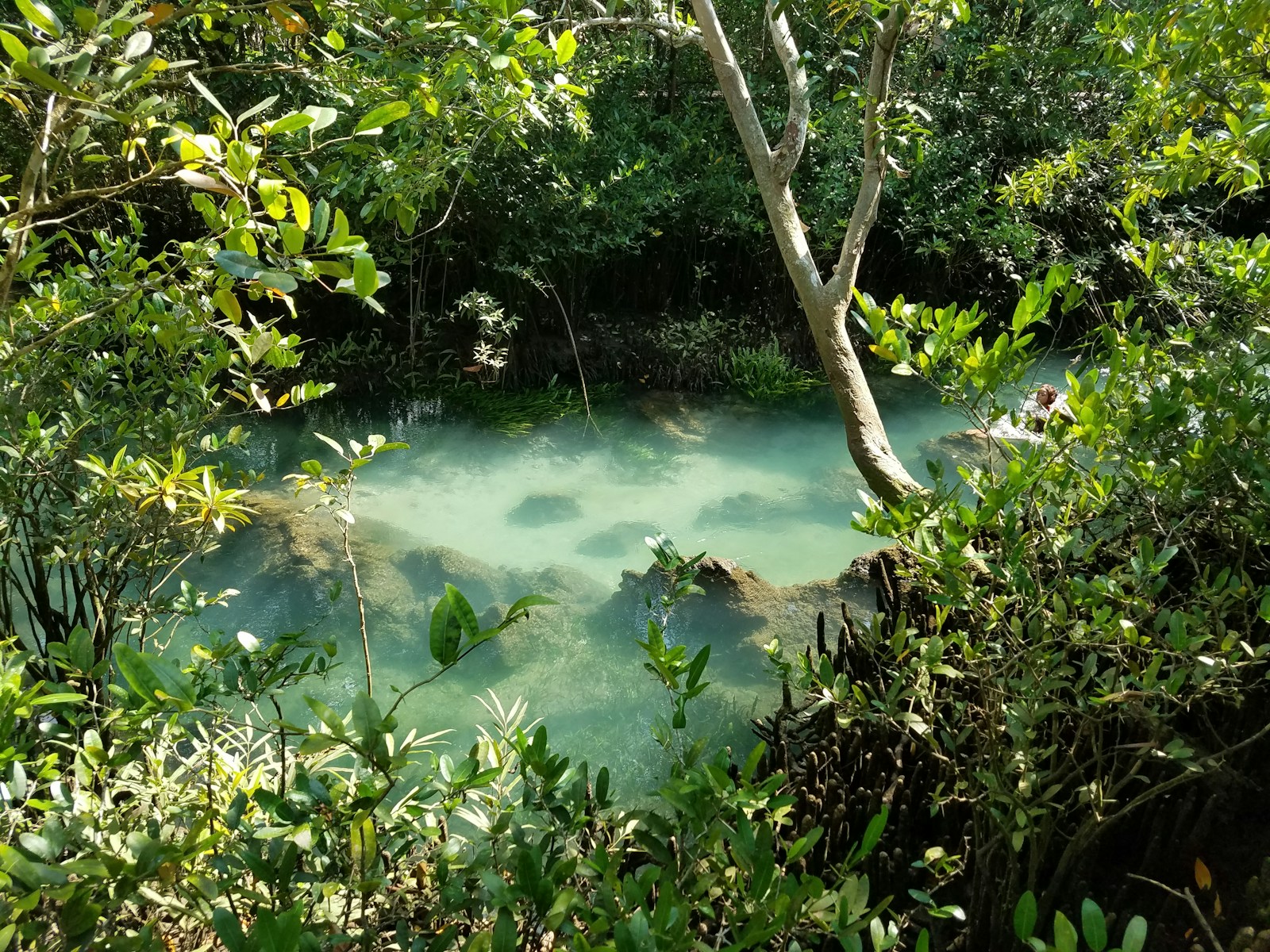 Emerald Pool in Krabi surrounded with lush forest - Thai Pass