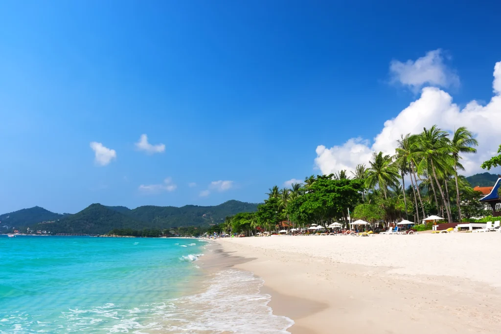 White sand and coconut trees in the Chaweng Beach - Thai Pass