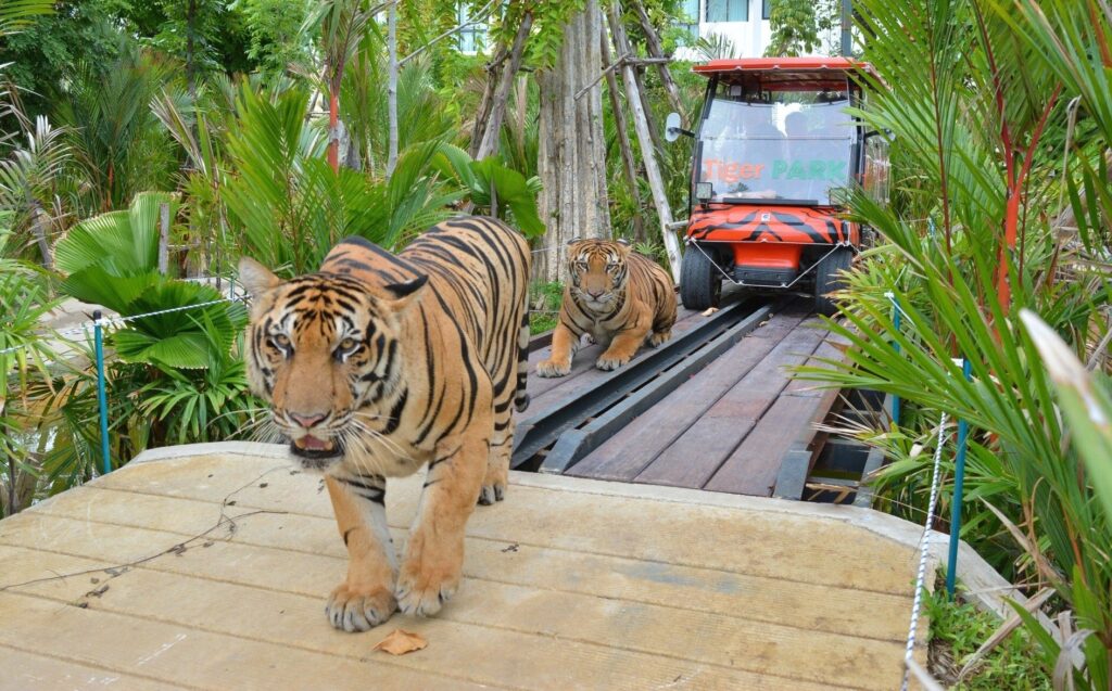 Tigers in the Tiger Park Pattaya - Thai Pass