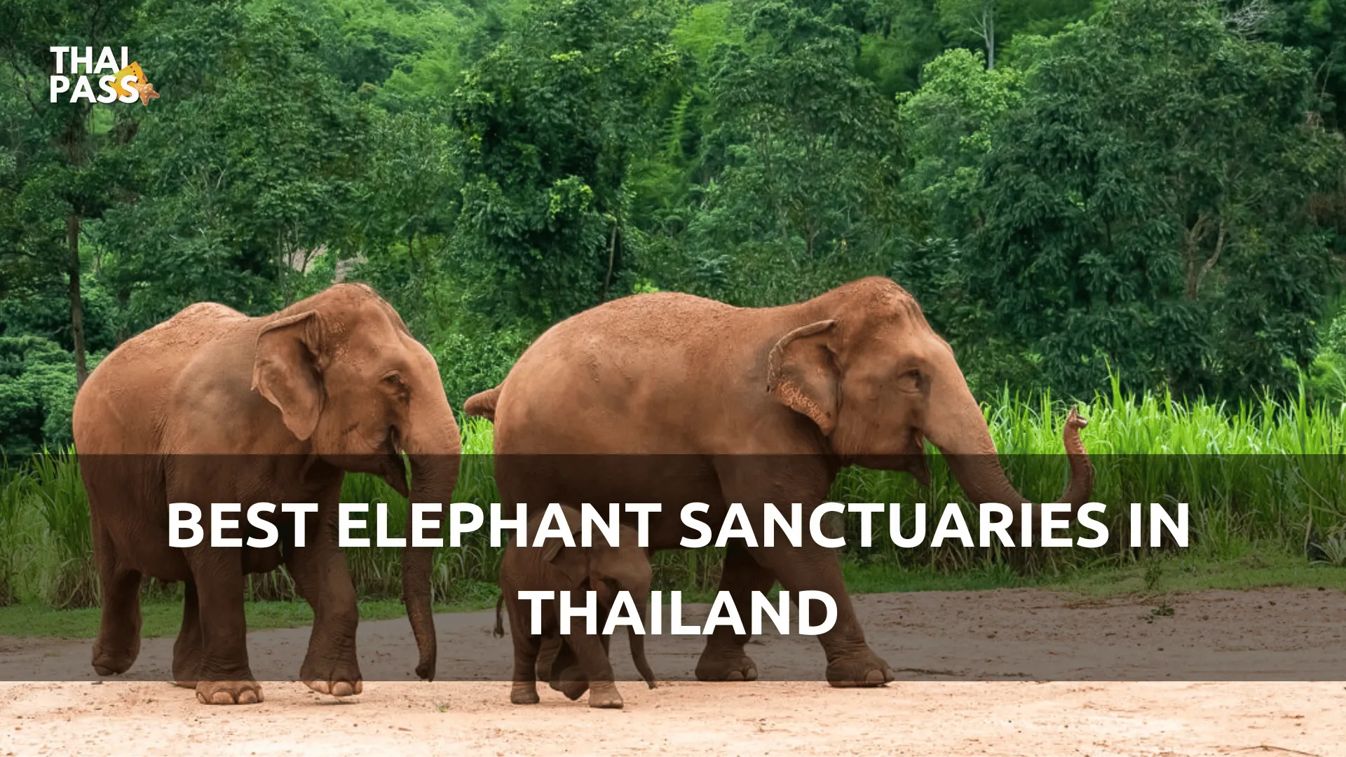 best elephant sanctuaries in thailand